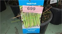 1.5 gallon Mary Washington Asparagus