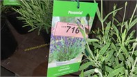 1 gallon Hidcote Lavender