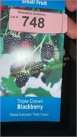 1.5 gallon Triple Crown Blackberry