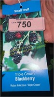 1.5 gallon Triple Crown Blackberry