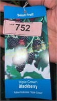 1.5 gallon Triple Crown Blackberry
