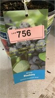 1.5 gallon Jersey Blueberry