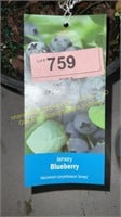 1.5 gallon Jersey Blueberry
