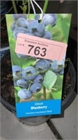 1.5 gallon Elliot Blueberry