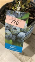 1.5 gallon Blue Crop Blueberry
