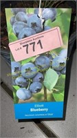 1.5 gallon Elliot Blueberry