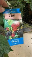 1.5 gallon Black Satin Blackberry