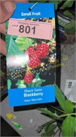 1.5 gallon Black Satin Blackberry
