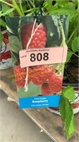 1.5 gallon Heritage Raspberry