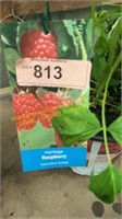 1.5 gallon Heritage Raspberry