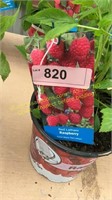 1.5 gallon Red Latham Raspberry