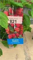 1.5 gallon Red Latham Raspberry