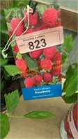 1.5 gallon Red Latham Raspberry