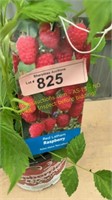 1.5 gallon Red Latham Raspberry