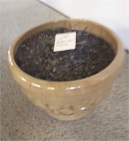 Potted Plant w/ Planter