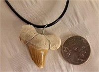 Authentic Shark Tooth on Leather Necklace