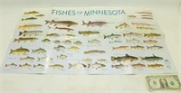 New Fish of Minnesota Poster