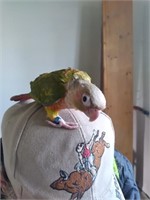 Unsexed-Pineapple Conure-Very friendly!