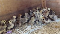 6 Chicks- Standard Brahma Assortment