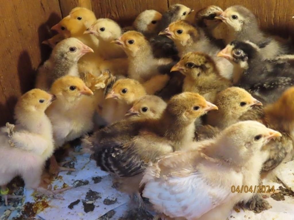 6 Chicks-Standard Brahma Assortment