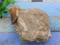 MOSASAUR TOOTH ROCK STONE LAPIDARY SPECIMEN