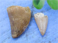 MOSASAUR TOOTH ROCK STONE LAPIDARY SPECIMEN