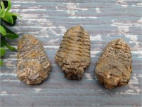 TRILOBITE ROCK STONE LAPIDARY SPECIMEN