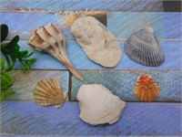 SEA SHELLS