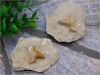 SHARK TEETH ROCK STONE LAPIDARY SPECIMEN