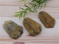 TRILOBITE ROCK STONE LAPIDARY SPECIMEN