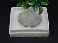 BRACHIOPOD ROCK STONE LAPIDARY SPECIMEN