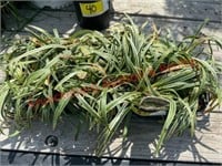 Flat of Lilyturf Variegata Perennials