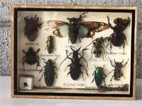 Framed insects