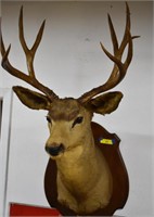 9 Point Mounted Colorado Buck Taxidermy 1957