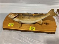 32" LONG TAXIDERMY FISH ON WOODEN BACKING