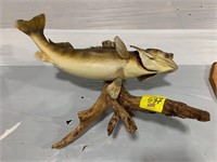 33" LONG TAXIDERMY FISH ON DRIFTWOOD MOUNTING
