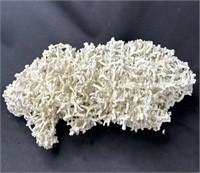 Large coral