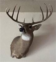 Shoulder Mount 10-Point Deer