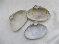 3 large Clam shells