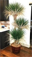 Dracoena Blooms in Tapered Wicker Planter