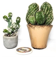 Realistic Cacti Décor in Ceramic Pots