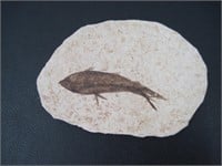 Fish Fossil Plate Green River Formation Wyoming