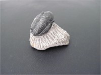 Trilobite Fossil - Morocco
