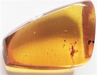 145-66 Million Year old insect trapped in amber