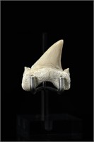 Shark tooth - L: 1.81", W:1.38"