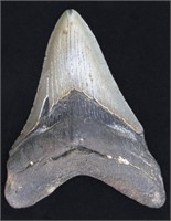 4.40" Megalodon Shark Tooth Fossil