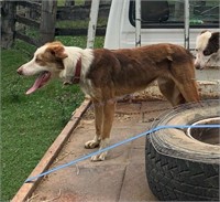 "Sandy" 2022 Border Collie Male