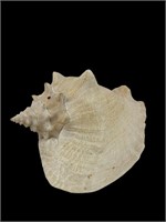 Large 11 inch Conch Sea Shell