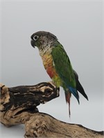 Yellowsided conure, 9 months old