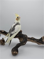 Pied baby cockatiel - parent raised, missing some